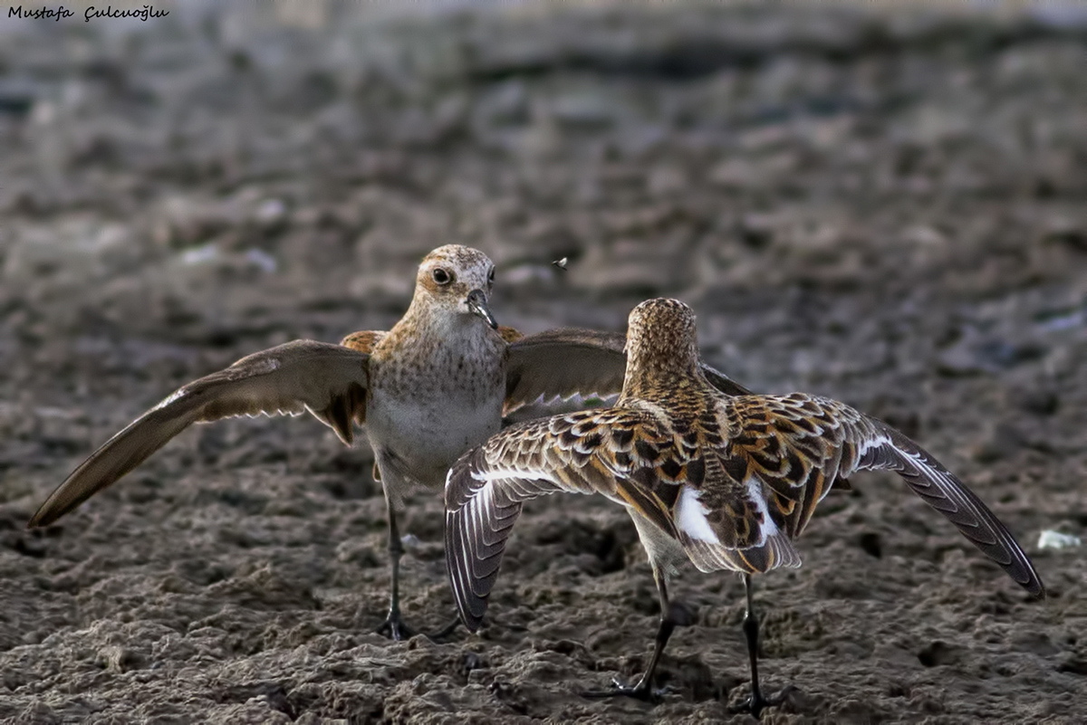 Little Stint